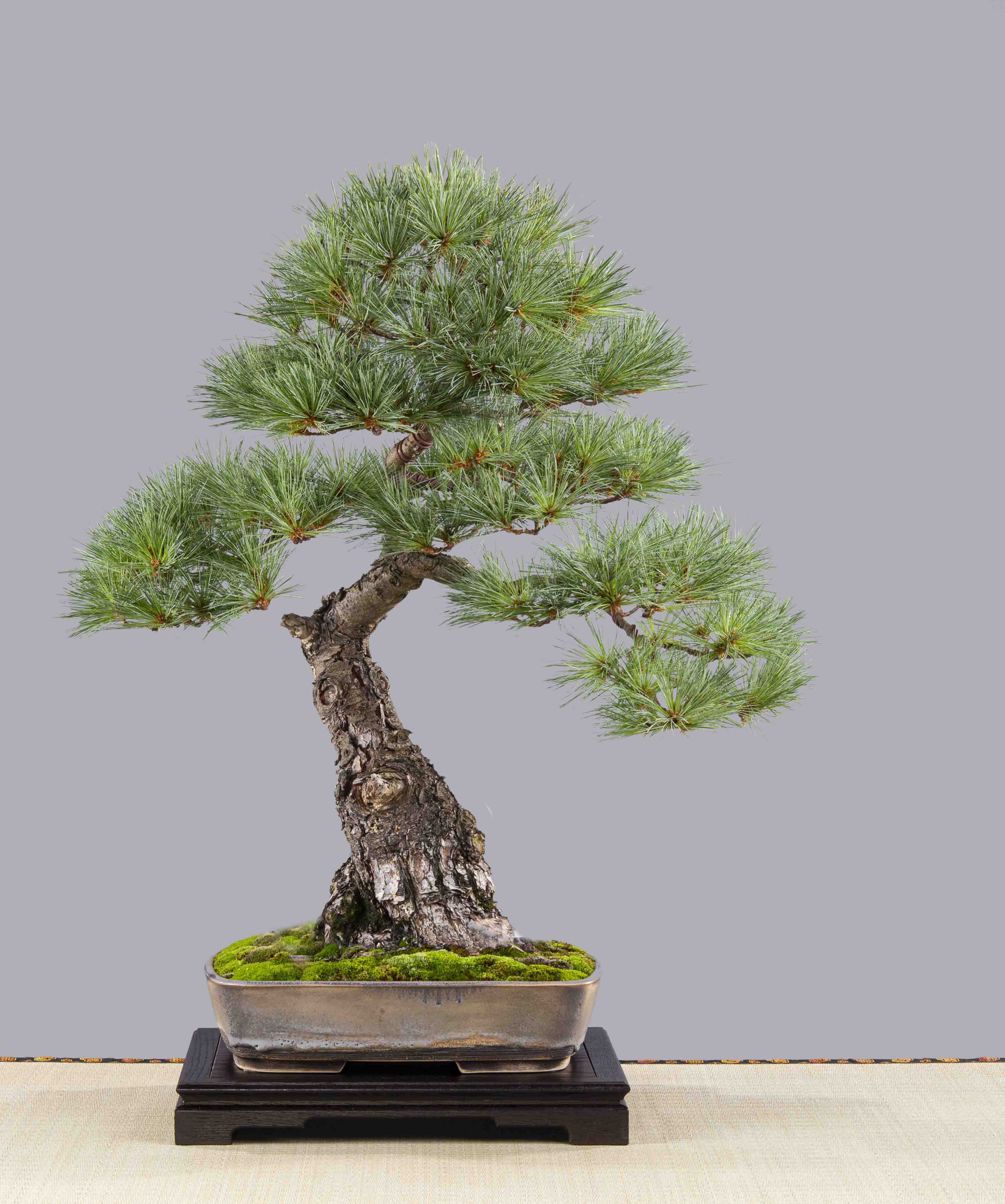 Profilbild des Vereins Bonsai Freunde Saar e.V.